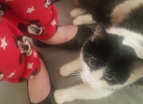 امرأة تعثر على قطها الضائع منذ سبع سنوات بفضل رقاقة إلكترونية